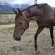 Конноспортивный комплекс Almaty Horse and Polo Club
